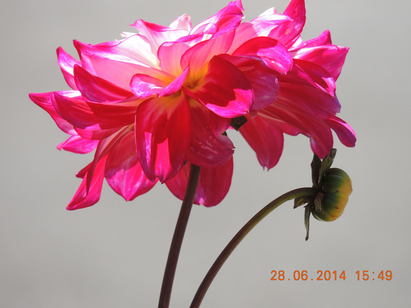 flowers 2014 1364_.jpg