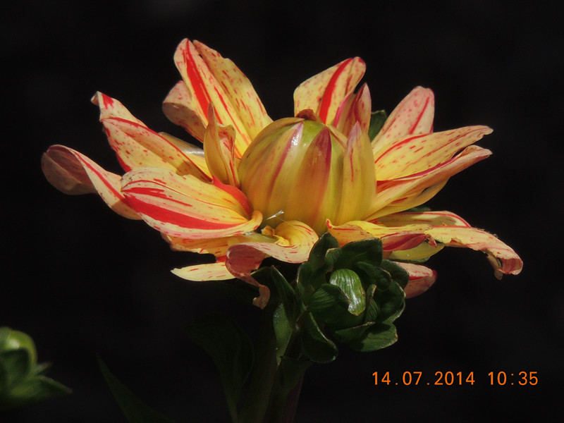 flowers 2014 1765_.jpg