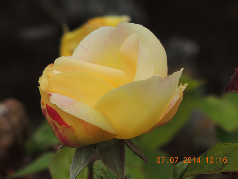 flowers 2014 1491_.jpg