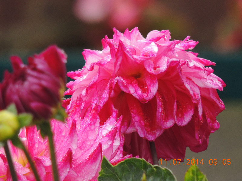 flowers 2014 1583_.jpg