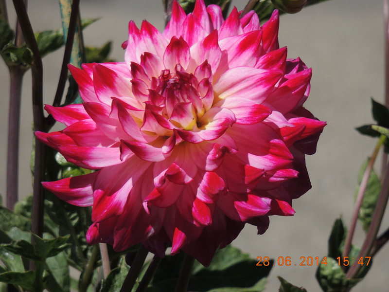 flowers 2014 1355_.jpg