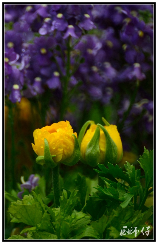 DSC_7125.jpg
