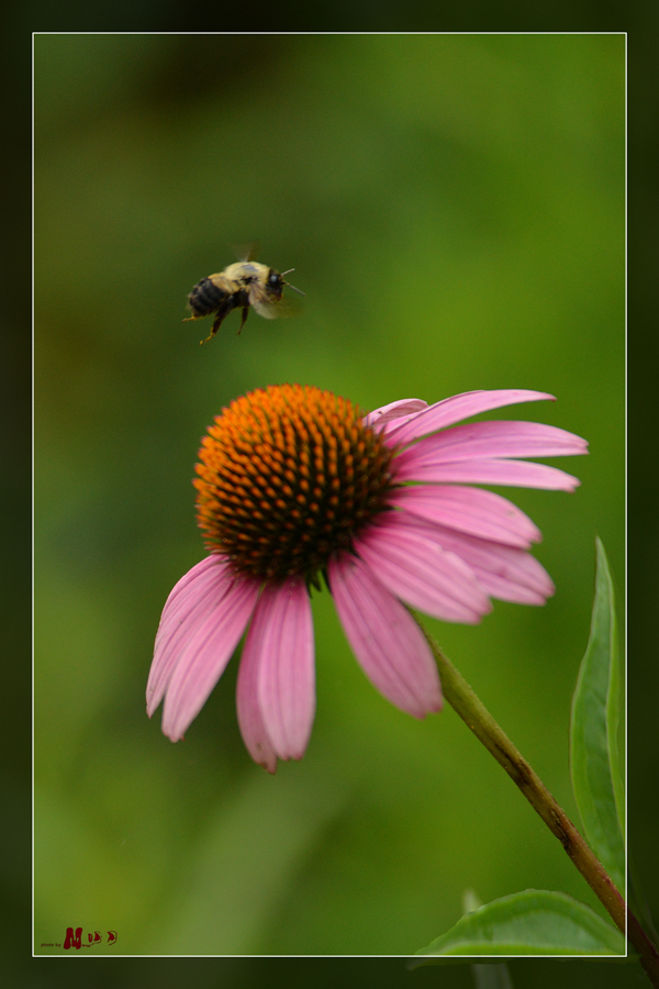 DSC_9194 ����_����.jpg