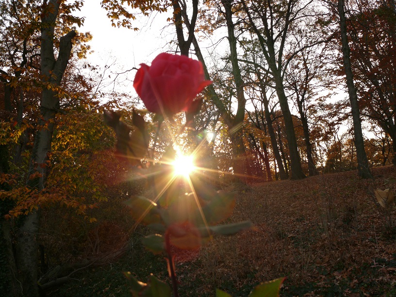 L1110154.JPG