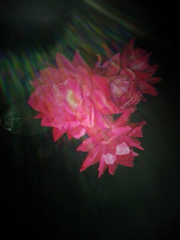 20120107_055220.jpg