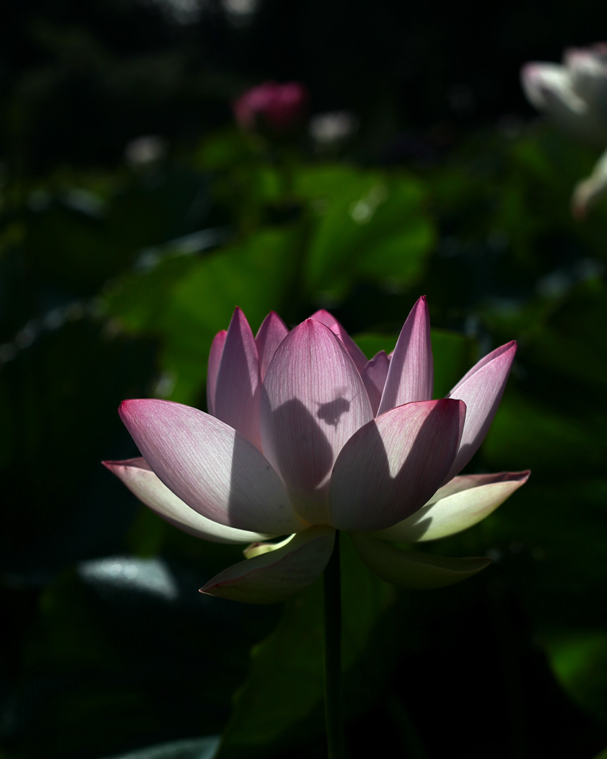 IMG_0158cc.jpg