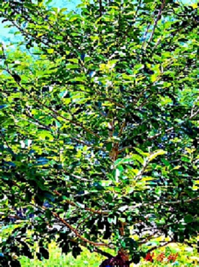 IMG_7921.JPG