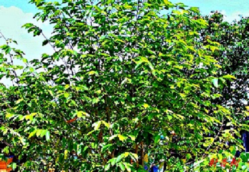 IMG_7922.JPG