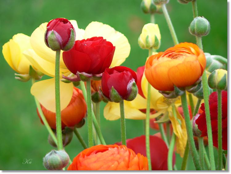 Flowers 27--07--14 004.jpg