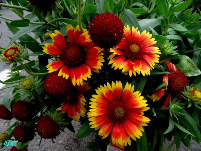 DSC02477m.jpg