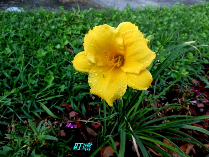 IMG_0579m.jpg