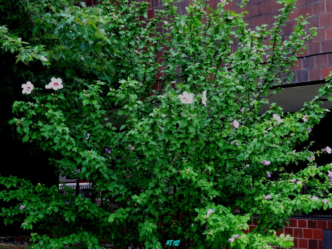 DSC02911.JPG