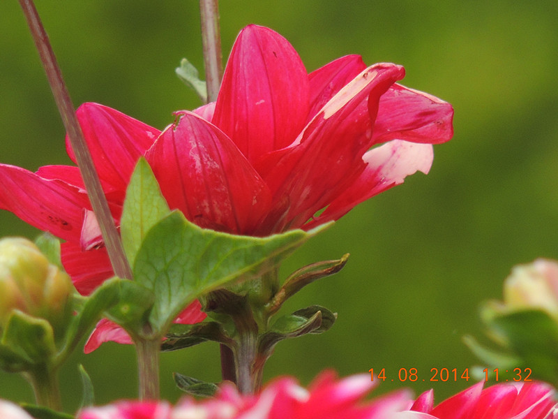 Flowers 2014 1954_.jpg