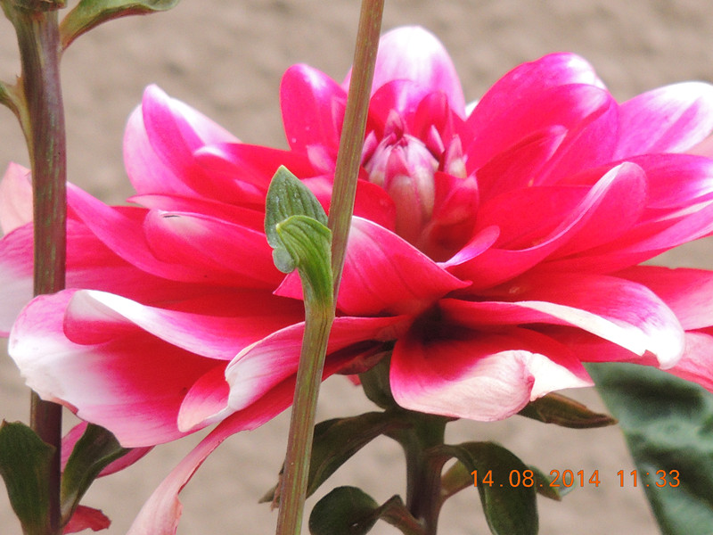 Flowers 2014 1957_.jpg