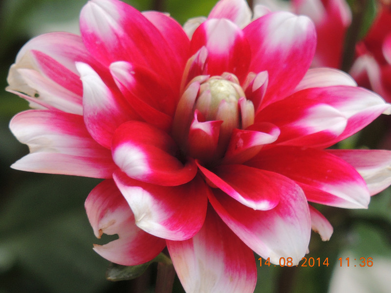 Flowers 2014 1973_.jpg