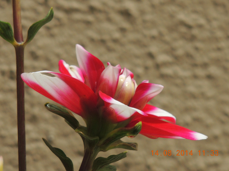 Flowers 2014 1959_.jpg