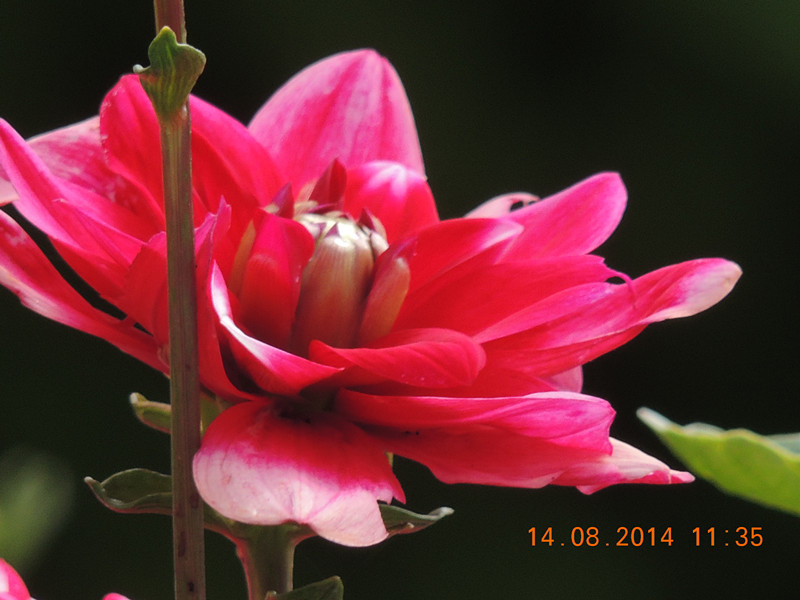 Flowers 2014 1969_.jpg