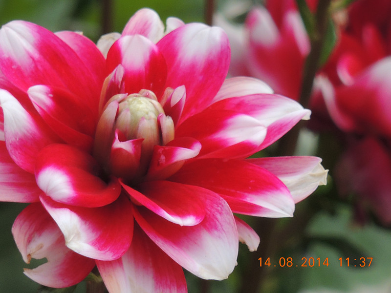 Flowers 2014 1976_.jpg