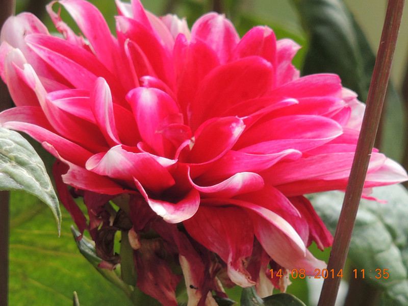 Flowers 2014 1966_.jpg