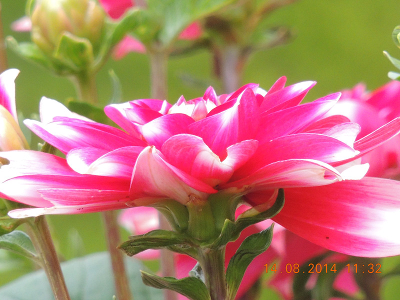 Flowers 2014 1953_.jpg