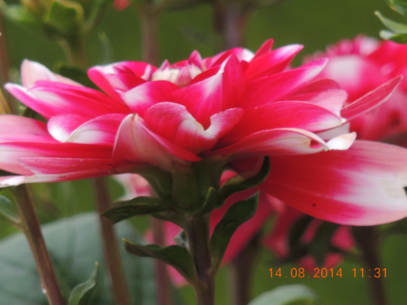 Flowers 2014 1948_.jpg
