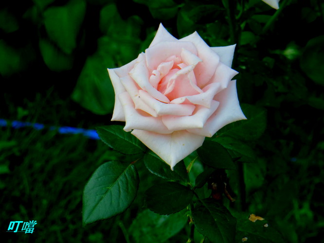 IMG_0583m.jpg