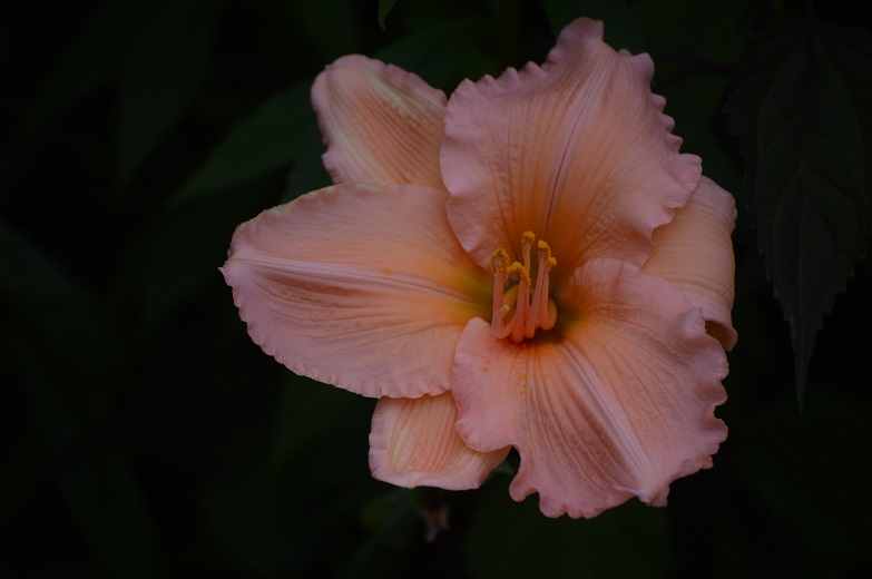 DSC_3810.JPG
