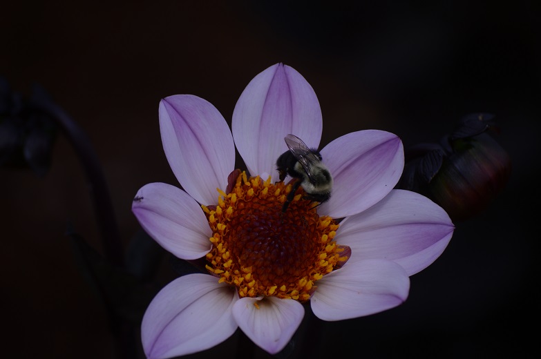 DSC_3771.JPG