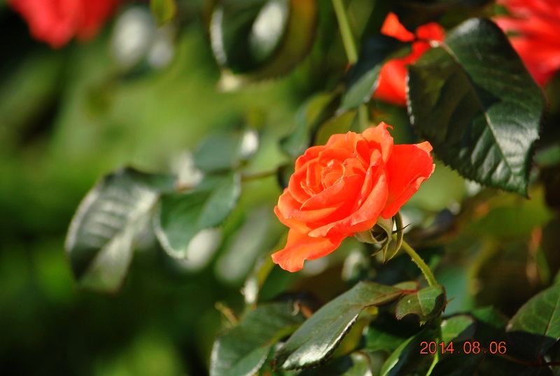 DSC_1053.JPG