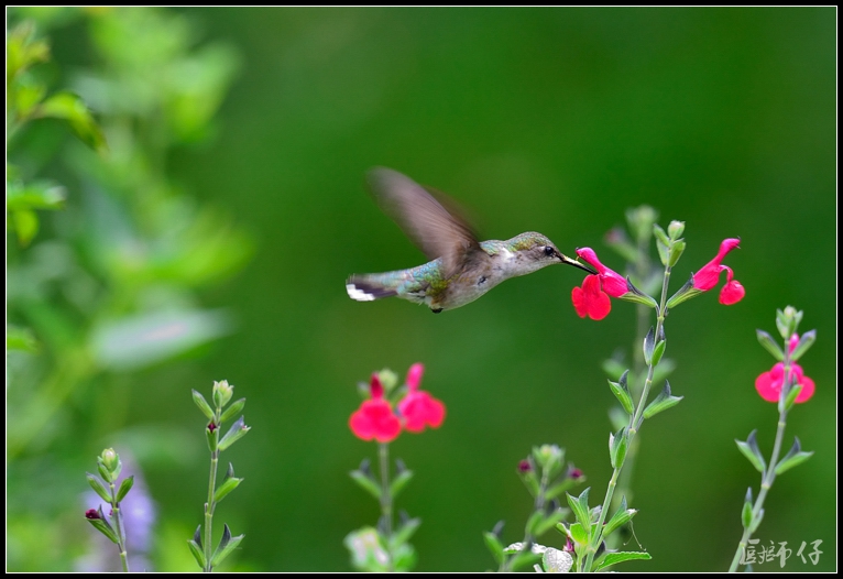 DSC_9701.jpg