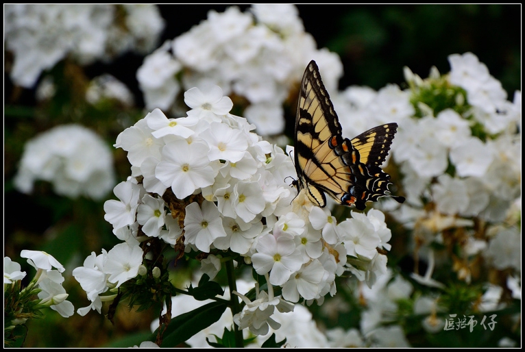 DSC_4305.jpg
