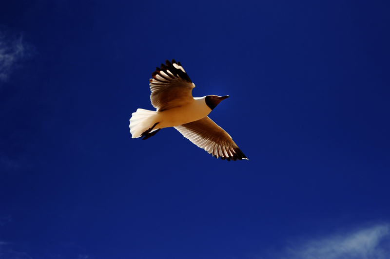 DSC_2808.jpg