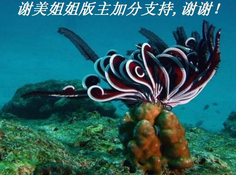 лӷ֧,лл.JPG