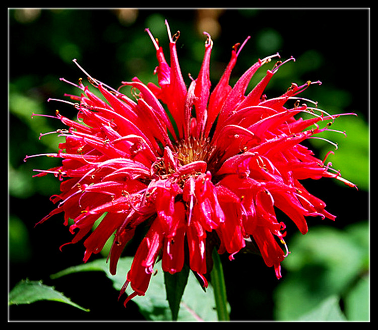 DSC_0204__.jpg