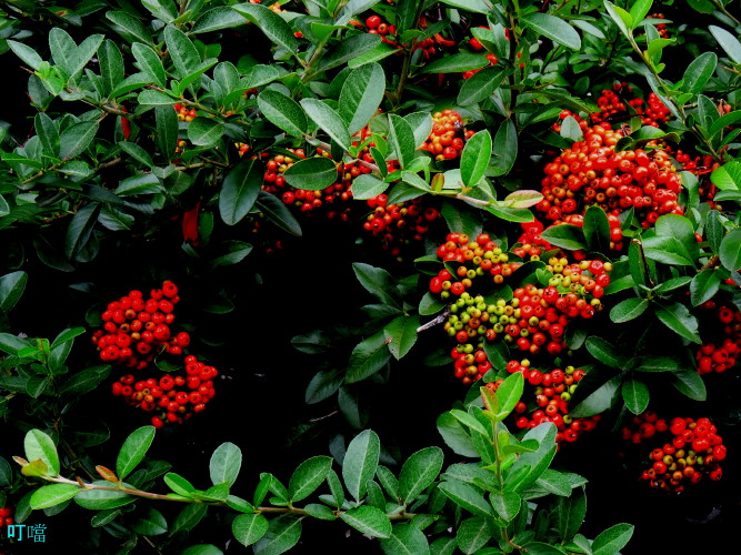 DSC03297aq_1.jpg