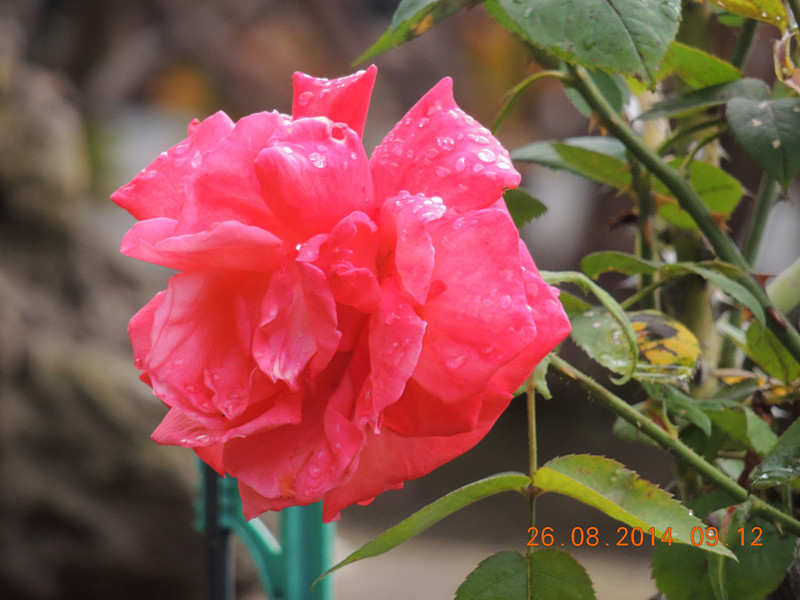 flowers 2014 2001_.jpg