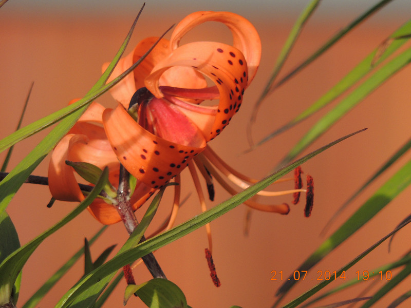 flowers 2014 1884_.jpg