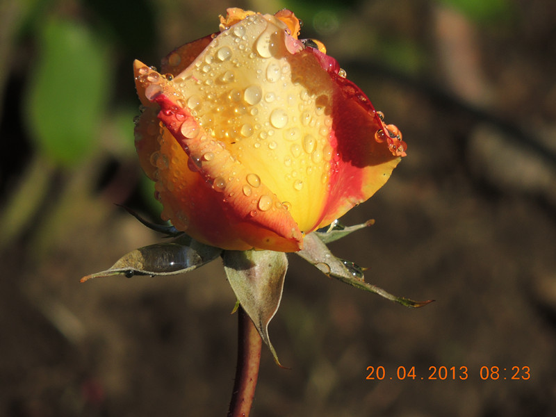 flower 2893_.jpg