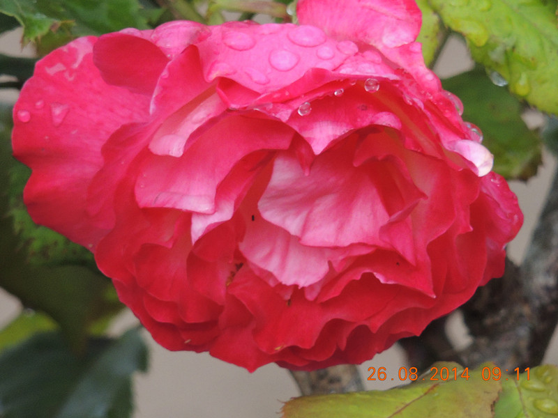 flowers 2014 1992_.jpg