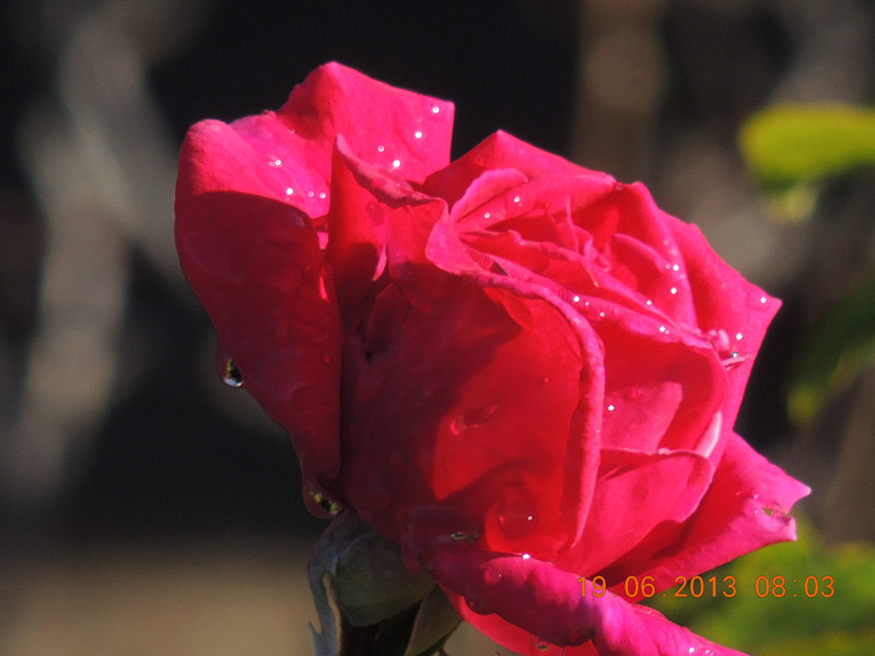 flower 822_.jpg