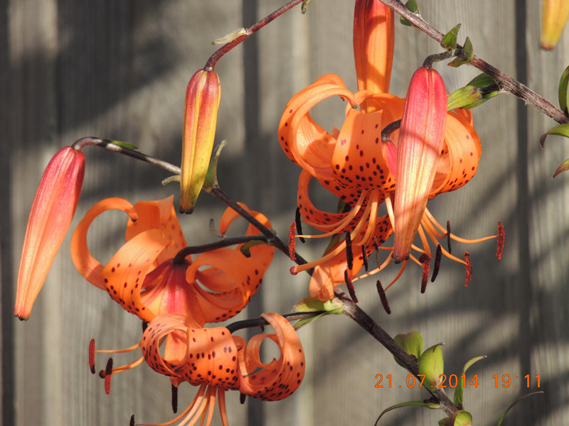 flowers 2014 1894_.jpg