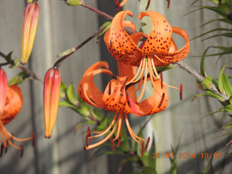 flowers 2014 1874_.jpg