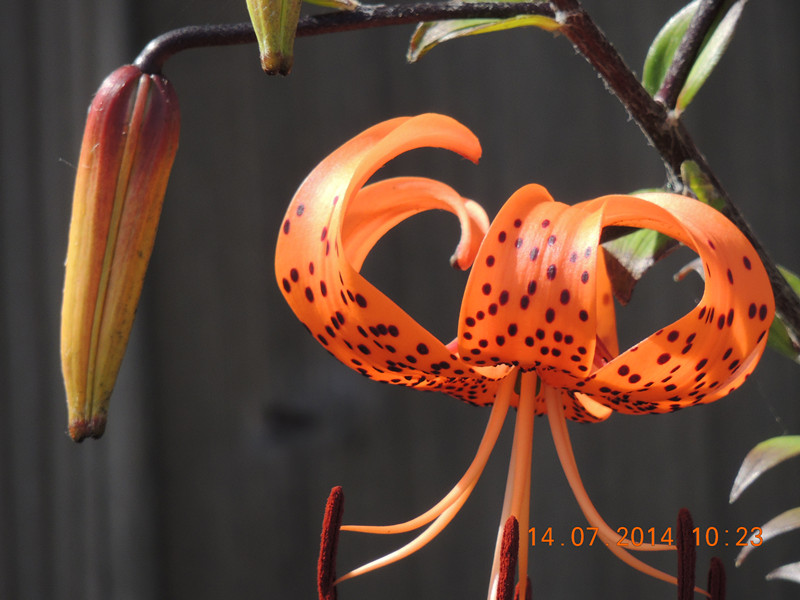 flowers 2014 1721_.jpg