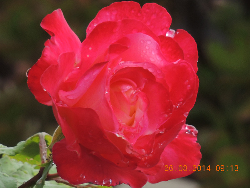 flowers 2014 2006_.jpg