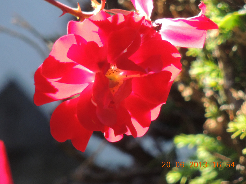 flower 826_.jpg