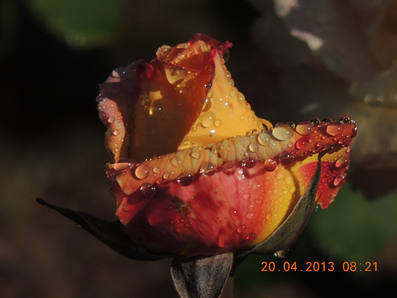 flower 2885_.jpg