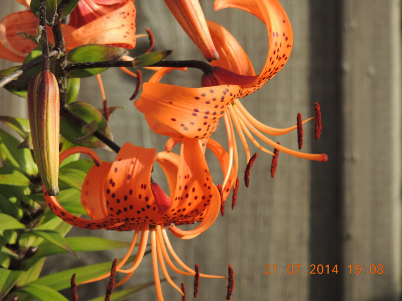 flowers 2014 1881_.jpg
