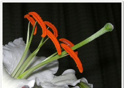 10.gif
