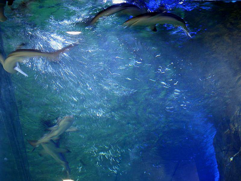 DSCF1108.jpg