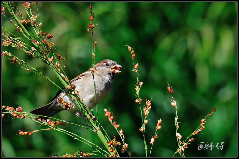 DSC_5917.jpg